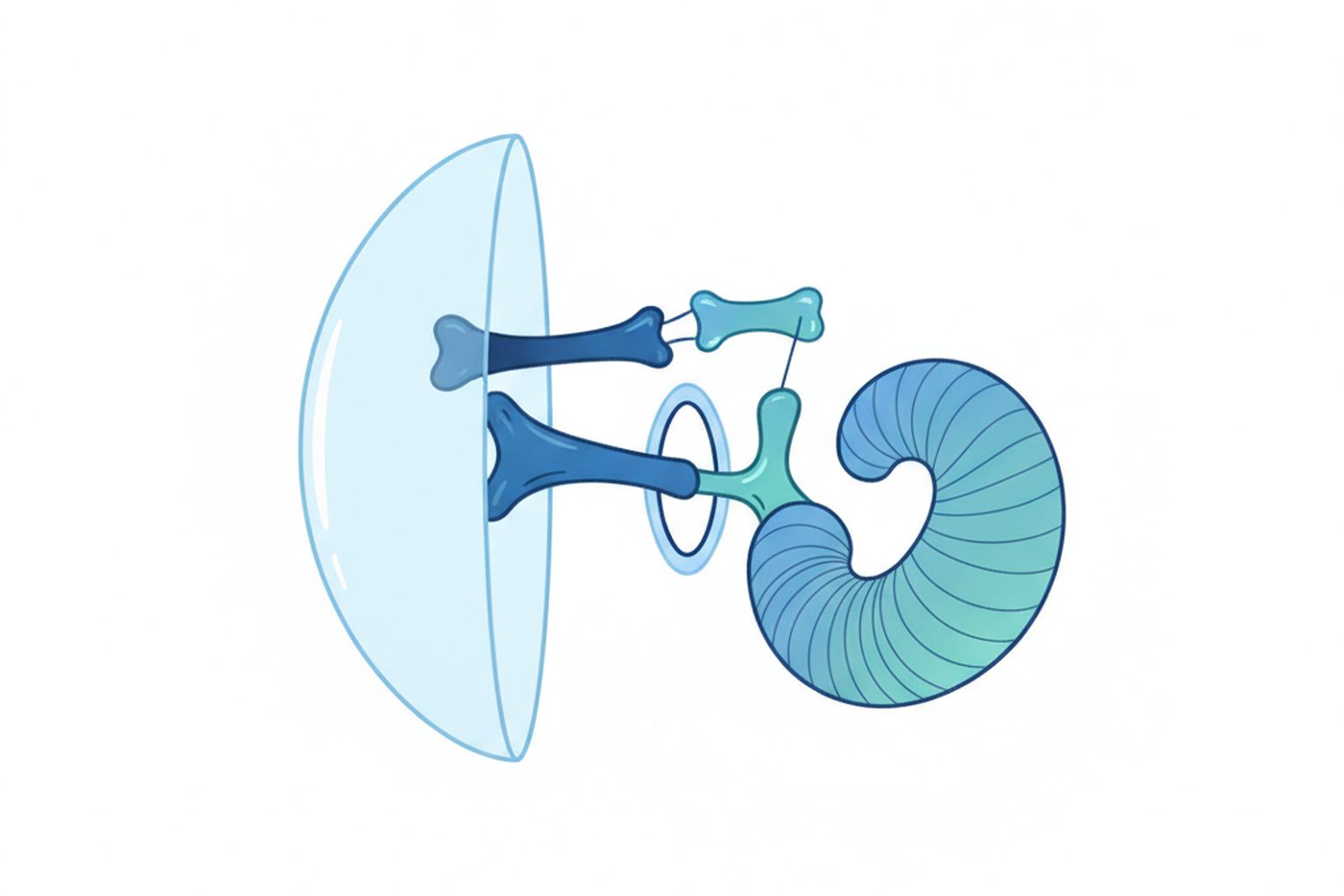 Otosclerosis - abnormal middle ear bone growth causing gradual hearing loss
