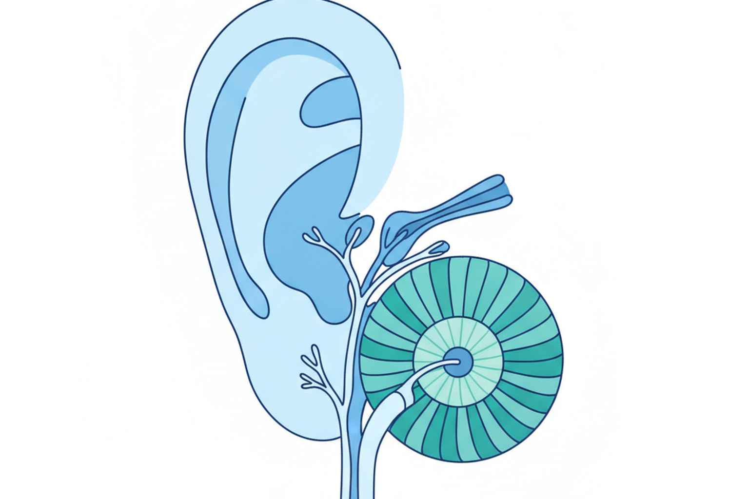 Types of hearing loss sensorineural conductive and mixed illustrated